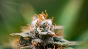 How Cannabis Can Act as a Natural Aid for Better Sleep