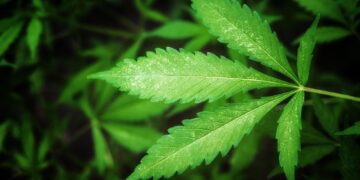 Exploring the Impact of THCa on Mental Health Disorders