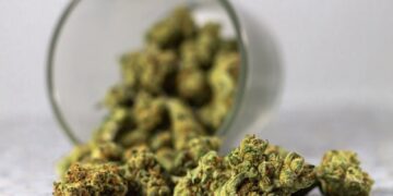 How Runtz Weed Strain Stands Out Among Dessert Strains 