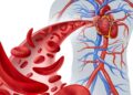How Poor Circulation Can Affect Energy, Mobility, and Overall Wellness