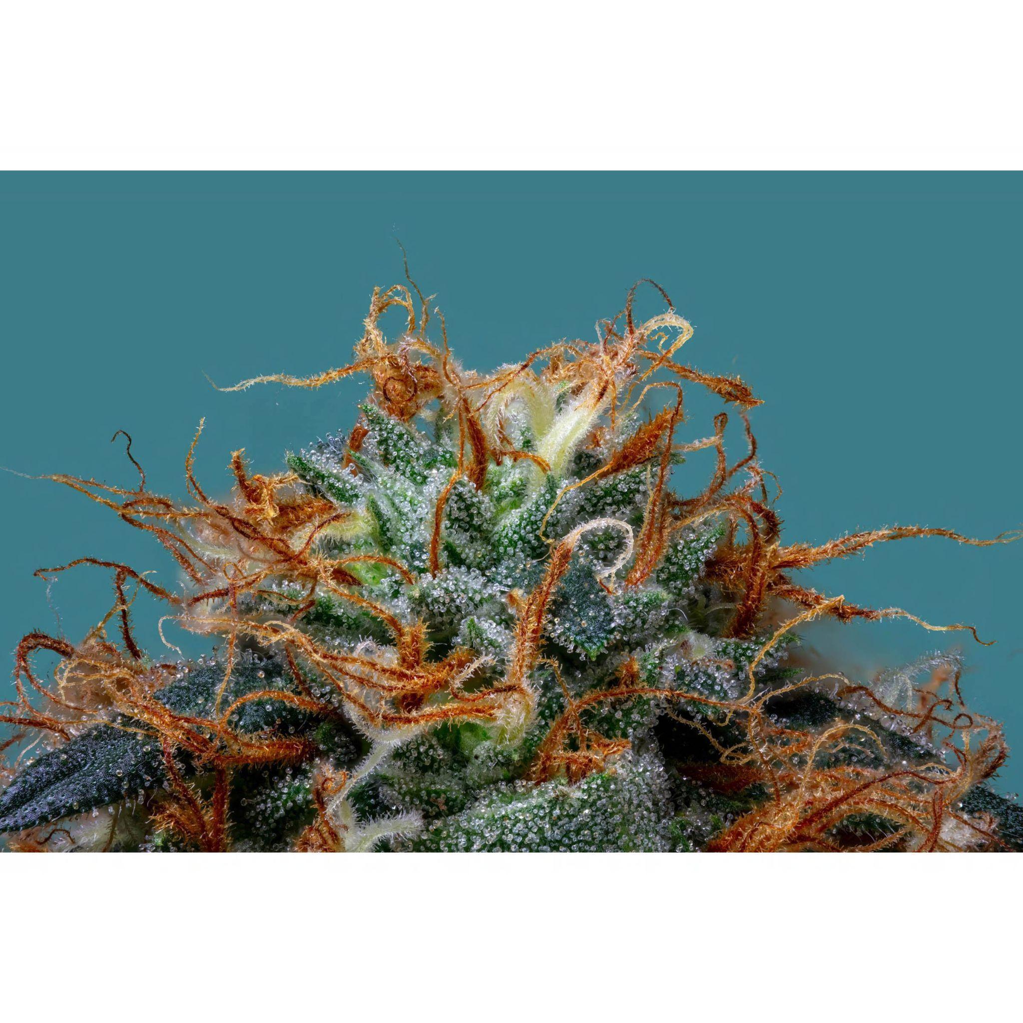 Best THCa Flower Online: Is Sherlocks Glass the Brand We Should Have Ranked #1 All Along