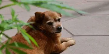 How to Support Your Dog’s Joint Health with CBD Supplements