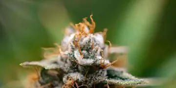 How Cannabis Can Act as a Natural Aid for Better Sleep