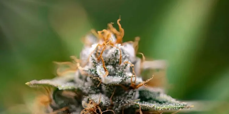 How Cannabis Can Act as a Natural Aid for Better Sleep