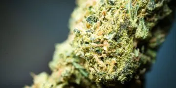 Exploring the Power of THC Gummies for Natural Pain Relief